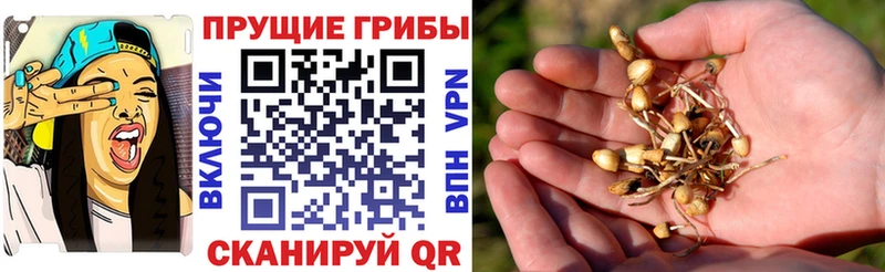 Галлюциногенные грибы Cubensis  Гай 